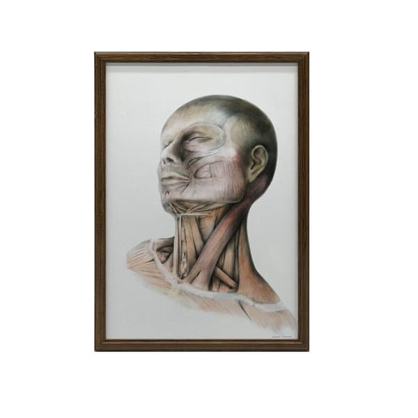 Nakkemuskler - Anatomisk plakat Nakkemuskler - Anatomisk plakat, 50x70 cm, mørkebrun træramme, 230 gsm mat papir