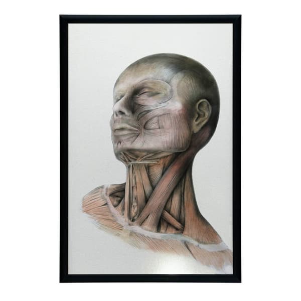 Nakkemuskler - Anatomisk plakat Nakkemuskler - Anatomisk plakat, 50x70 cm, mørkebrun træramme, 230 gsm mat papir