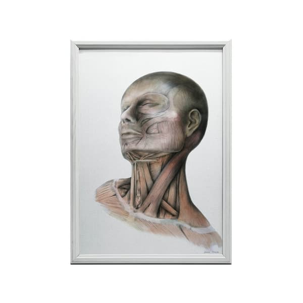 Nakkemuskler - Anatomisk plakat Nakkemuskler - Anatomisk plakat, 50x70 cm, mørkebrun træramme, 230 gsm mat papir