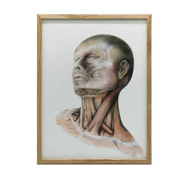 Nakkemuskler - Anatomisk plakat Nakkemuskler - Anatomisk plakat, 50x70 cm, mørkebrun træramme, 230 gsm mat papir