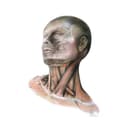 Miniatyrbillede 3 af 11: Nakkemuskler - Anatomisk plakat Nakkemuskler - Anatomisk plakat, 70x100 cm, uindrammet, 230 gsm mat papir