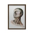 Miniatyrbillede 7 af 11: Nakkemuskler - Anatomisk plakat Nakkemuskler - Anatomisk plakat, 70x100 cm, uindrammet, 230 gsm mat papir