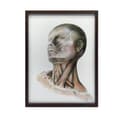 Miniatyrbillede 2 af 11: Nakkemuskler - Anatomisk plakat Nakkemuskler - Anatomisk plakat, 70x100 cm, uindrammet, 230 gsm mat papir