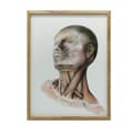 Miniatyrbillede 1 af 11: Nakkemuskler - Anatomisk plakat Nakkemuskler - Anatomisk plakat, 70x100 cm, uindrammet, 230 gsm mat papir