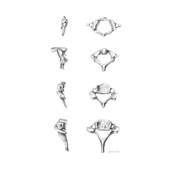 Anatomy of the Cervical Vertebrae - Anatomisk plakat Anatomy of the Cervical Vertebrae - Anatomisk plakat, 60x90 cm, uindrammet, 230 gsm mat papir