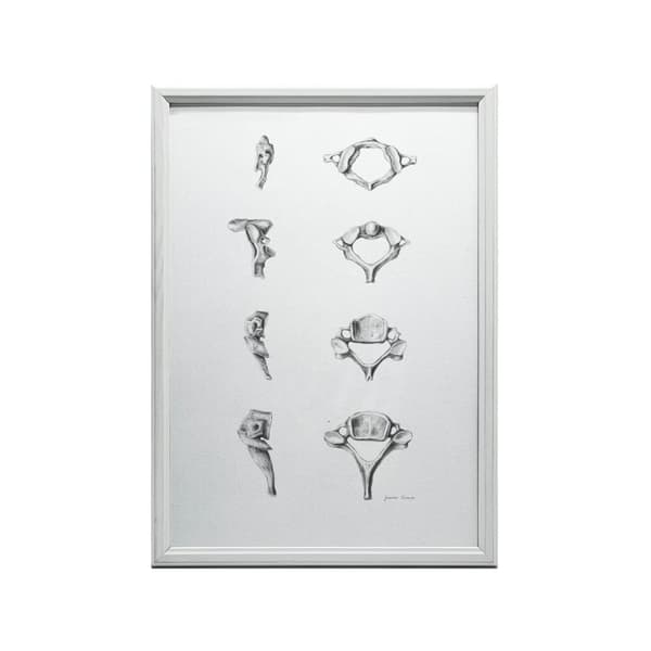 Anatomy of the Cervical Vertebrae - Anatomisk plakat Anatomy of the Cervical Vertebrae - Anatomisk plakat, 60x90 cm, uindrammet, 230 gsm mat papir