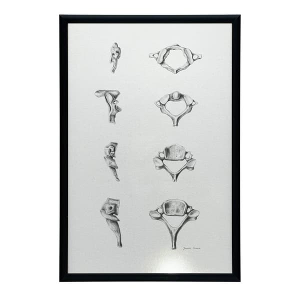 Anatomy of the Cervical Vertebrae - Anatomisk plakat Anatomy of the Cervical Vertebrae - Anatomisk plakat, 60x90 cm, uindrammet, 230 gsm mat papir