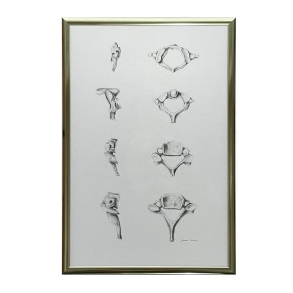 Anatomy of the Cervical Vertebrae - Anatomisk plakat Anatomy of the Cervical Vertebrae - Anatomisk plakat, 60x90 cm, uindrammet, 230 gsm mat papir