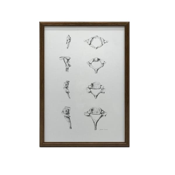 Anatomy of the Cervical Vertebrae - Anatomisk plakat Anatomy of the Cervical Vertebrae - Anatomisk plakat, 60x90 cm, uindrammet, 230 gsm mat papir