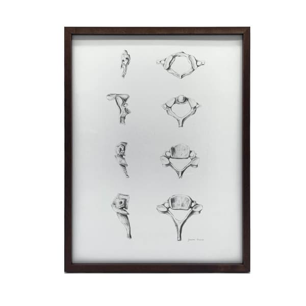 Anatomy of the Cervical Vertebrae - Anatomisk plakat Anatomy of the Cervical Vertebrae - Anatomisk plakat, 60x90 cm, uindrammet, 230 gsm mat papir