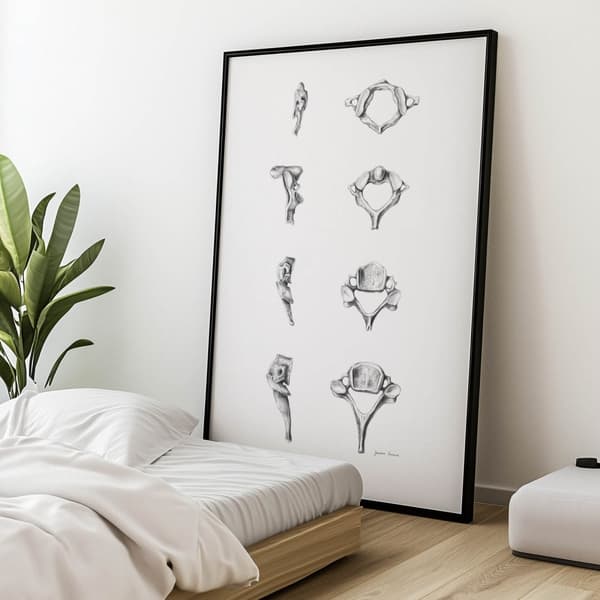 Anatomy of the Cervical Vertebrae - Anatomisk plakat Anatomy of the Cervical Vertebrae - Anatomisk plakat, 70x100 cm, sort aluminiumsramme, 230 gsm ma