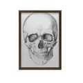 Miniatyrbild 7 av 11: Dödskalle (framtill) - Anatomisk affisch Dödskalle (framtill) - Anatomisk affisch, 30x40 cm, guldram i aluminium, 230 gsm matt papper
