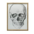 Miniatyrbild 1 av 11: Dödskalle (framtill) - Anatomisk affisch Dödskalle (framtill) - Anatomisk affisch, 30x40 cm, guldram i aluminium, 230 gsm matt papper