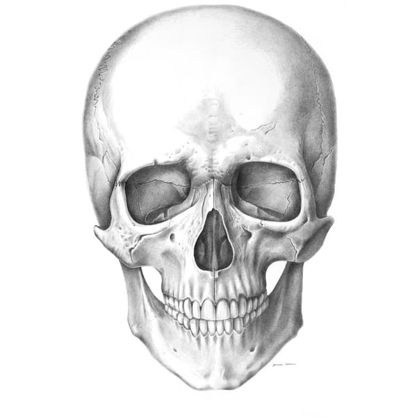 Skull (framtill) - Anatomisk affisch Skull (framtill) - Anatomisk affisch, 70x100 cm, oinramad, 230 gsm matt papper