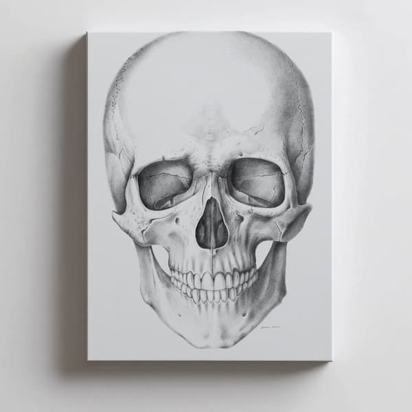 Skull (framtill) - Anatomisk affisch Skull (framtill) - Anatomisk affisch, 70x100 cm, oinramad, 230 gsm matt papper