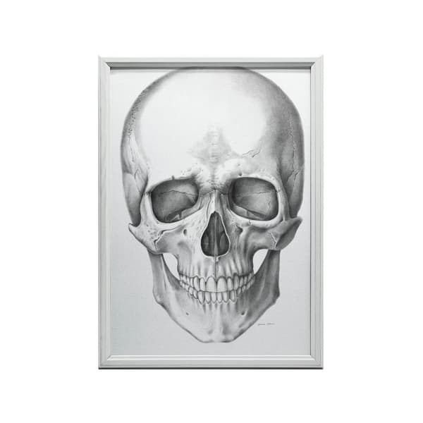 Skull (framtill) - Anatomisk affisch Skull (framtill) - Anatomisk affisch, 70x100 cm, oinramad, 230 gsm matt papper