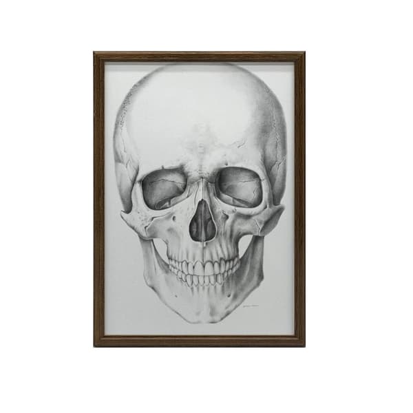 Skull (framtill) - Anatomisk affisch Skull (framtill) - Anatomisk affisch, 70x100 cm, oinramad, 230 gsm matt papper