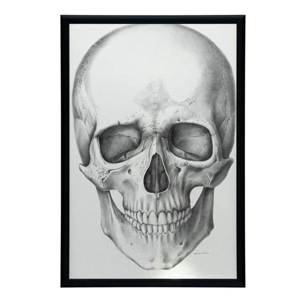 Skull (framtill) - Anatomisk affisch Skull (framtill) - Anatomisk affisch, 70x100 cm, oinramad, 230 gsm matt papper