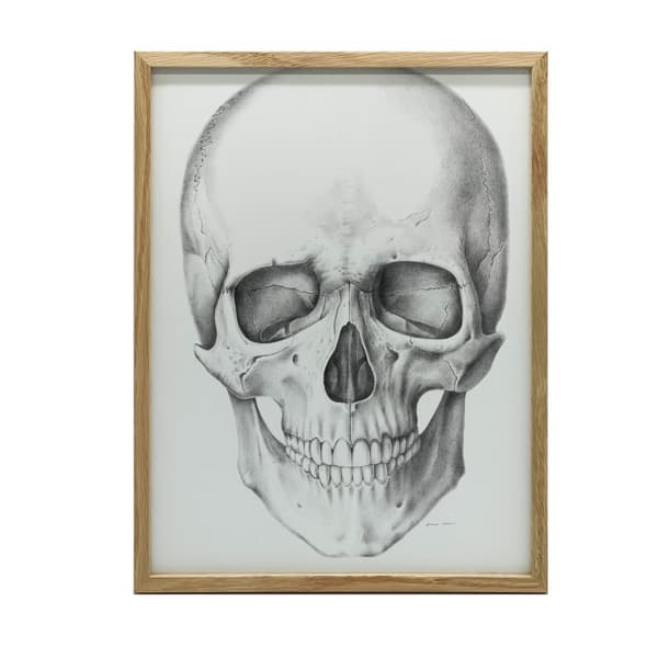 Skull (framtill) - Anatomisk affisch Skull (framtill) - Anatomisk affisch, 70x100 cm, oinramad, 230 gsm matt papper
