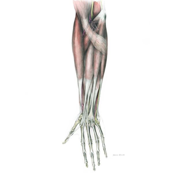 Underarm - Anatomisk plakat Underarm - Anatomisk plakat, 30x40 cm, guld aluminiumsramme, 230 gsm mat papir
