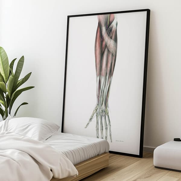 Underarm - Anatomisk plakat Underarm - Anatomisk plakat, 30x40 cm, guld aluminiumsramme, 230 gsm mat papir