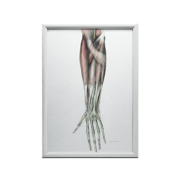 Underarm - Anatomisk plakat Underarm - Anatomisk plakat, 30x40 cm, guld aluminiumsramme, 230 gsm mat papir