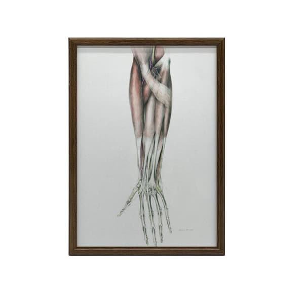 Underarm - Anatomisk plakat Underarm - Anatomisk plakat, 30x40 cm, guld aluminiumsramme, 230 gsm mat papir