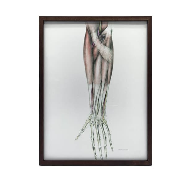 Underarm - Anatomisk plakat Underarm - Anatomisk plakat, 30x40 cm, guld aluminiumsramme, 230 gsm mat papir