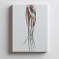 Miniatyrbillede 4 af 11: Underarm - Anatomisk plakat Underarm - Anatomisk plakat, 30x40 cm, mørkebrun træramme, 230 gsm mat papir