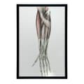Miniatyrbillede 6 af 11: Underarm - Anatomisk plakat Underarm - Anatomisk plakat, 30x40 cm, mørkebrun træramme, 230 gsm mat papir
