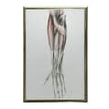 Miniatyrbillede 7 af 11: Underarm - Anatomisk plakat Underarm - Anatomisk plakat, 30x40 cm, mørkebrun træramme, 230 gsm mat papir