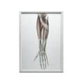 Miniatyrbillede 8 af 11: Underarm - Anatomisk plakat Underarm - Anatomisk plakat, 30x40 cm, mørkebrun træramme, 230 gsm mat papir