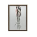 Miniatyrbillede 9 af 11: Underarm - Anatomisk plakat Underarm - Anatomisk plakat, 30x40 cm, mørkebrun træramme, 230 gsm mat papir