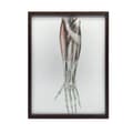 Miniatyrbillede 2 af 11: Underarm - Anatomisk plakat Underarm - Anatomisk plakat, 30x40 cm, mørkebrun træramme, 230 gsm mat papir