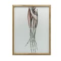 Miniatyrbillede 1 af 11: Underarm - Anatomisk plakat Underarm - Anatomisk plakat, 30x40 cm, mørkebrun træramme, 230 gsm mat papir