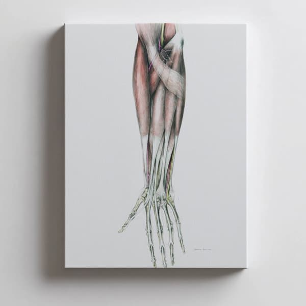 Underarm - Anatomisk affisch Underarm - Anatomisk affisch, 50x70 cm, oinramad, premiumduk på bårram