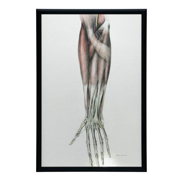 Underarm - Anatomisk affisch Underarm - Anatomisk affisch, 50x70 cm, oinramad, premiumduk på bårram