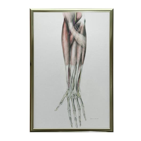 Underarm - Anatomisk affisch Underarm - Anatomisk affisch, 50x70 cm, oinramad, premiumduk på bårram