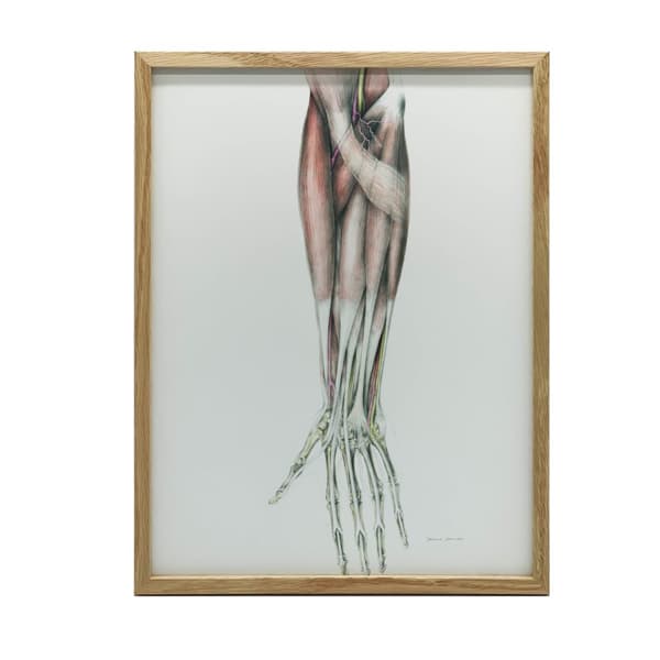 Underarm - Anatomisk affisch Underarm - Anatomisk affisch, 50x70 cm, oinramad, premiumduk på bårram