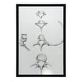 Miniatyrbild 6 av 11: Rygg i detalj: Anatomy C6, C7, Th5 och L4 - Anatomisk affisch Rygg i detalj: Anatomy C6, C7, Th5 och L4 - Anatomisk affisch, 30x40 cm, oinramad, premi