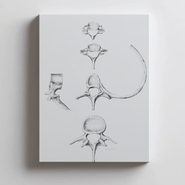 Ryg i detaljer: Anatomi af C6, C7, Th5 og L4 - Anatomisk plakat Rygsøjle i detaljer: Anatomi af C6, C7, Th5 og L4 - Anatomisk plakat, 50x70 cm, guld a