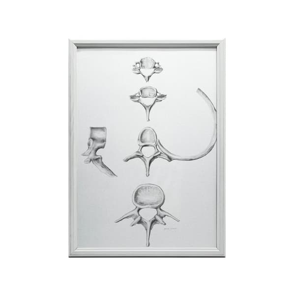 Rygsøjle i detaljer: Anatomi af C6, C7, Th5 og L4 - Anatomisk plakat Rygrad i detaljer: Anatomi af C6, C7, Th5 og L4 - Anatomisk plakat, 60x90 cm, gul