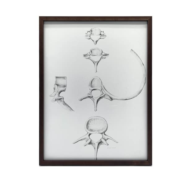 Rygsøjle i detaljer: Anatomi af C6, C7, Th5 og L4 - Anatomisk plakat Rygrad i detaljer: Anatomi af C6, C7, Th5 og L4 - Anatomisk plakat, 60x90 cm, gul