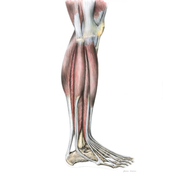 Muskler i underbenet på höger nedre extremitet - lateral vy (Norma Lateralis) - Anatomisk affisch Muskler i underbenet på höger underben - lateral vy