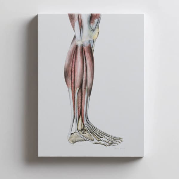 Muskler i underbenet på höger nedre extremitet - lateral vy (Norma Lateralis) - Anatomisk affisch Muskler i underbenet på höger underben - lateral vy
