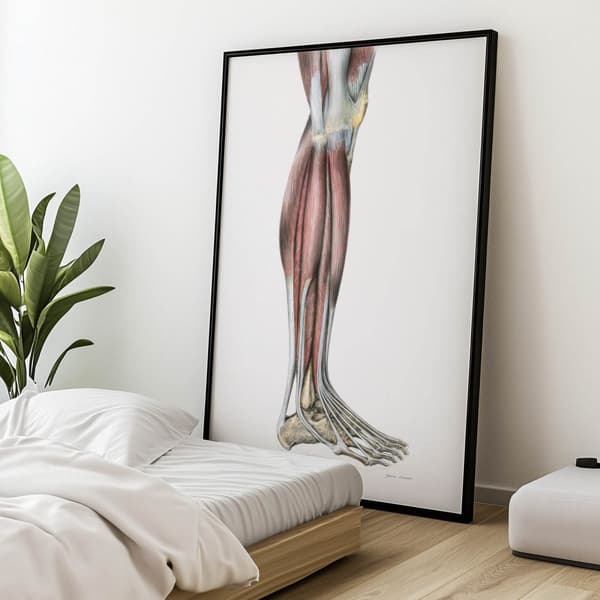 Muskler i underbenet på höger nedre extremitet - lateral vy (Norma Lateralis) - Anatomisk affisch Muskler i underbenet på höger underben - lateral vy