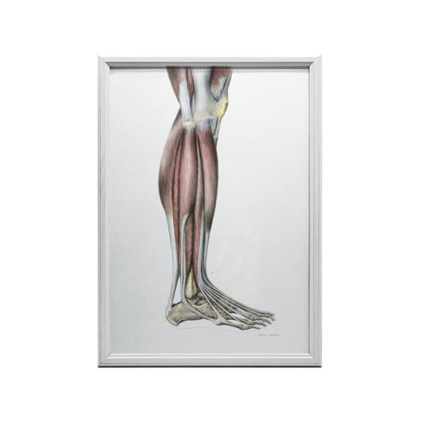 Muskler i underbenet på höger nedre extremitet - lateral vy (Norma Lateralis) - Anatomisk affisch Muskler i underbenet på höger underben - lateral vy