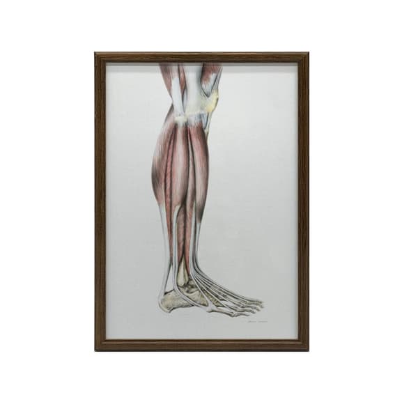 Muskler i underbenet på höger nedre extremitet - lateral vy (Norma Lateralis) - Anatomisk affisch Muskler i underbenet på höger underben - lateral vy