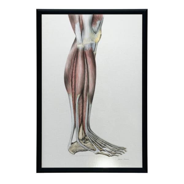 Muskler i underbenet på höger nedre extremitet - lateral vy (Norma Lateralis) - Anatomisk affisch Muskler i underbenet på höger underben - lateral vy