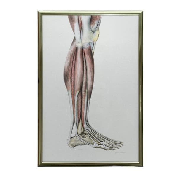 Muskler i underbenet på höger nedre extremitet - lateral vy (Norma Lateralis) - Anatomisk affisch Muskler i underbenet på höger underben - lateral vy